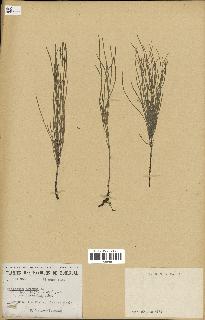 spécimen de Equisetum arvense