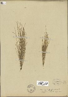 spécimen de Equisetum arvense