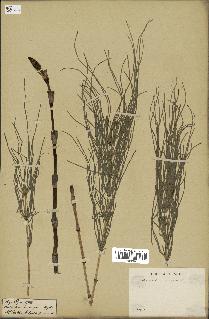 spécimen de Equisetum arvense