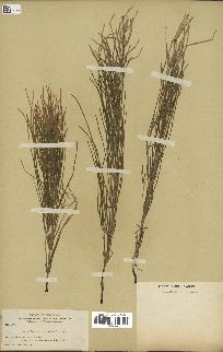 spécimen de Equisetum arvense