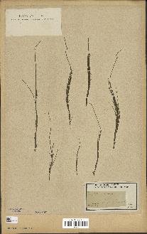 spécimen de Equisetum arvense