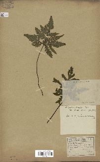 spécimen de Doryopteris kirkii