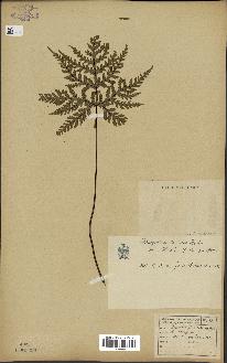 spécimen de Doryopteris kirkii