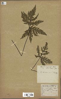 spécimen de Doryopteris kirkii