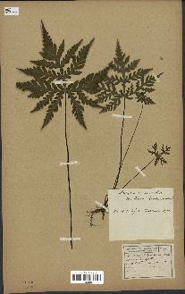 spécimen de Doryopteris kirkii