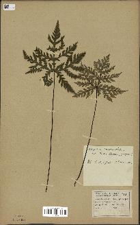 spécimen de Doryopteris kirkii