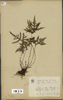 spécimen de Doryopteris kirkii