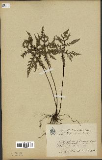 spécimen de Doryopteris kirkii
