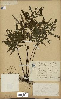 spécimen de Doryopteris kirkii
