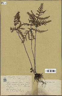 spécimen de Doryopteris kirkii