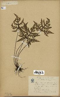 spécimen de Doryopteris kirkii