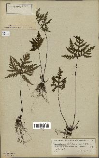 spécimen de Doryopteris kirkii