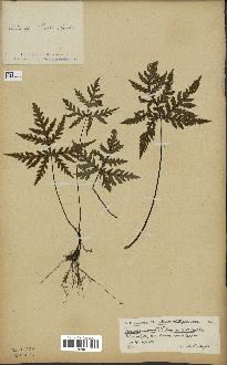 spécimen de Doryopteris kirkii