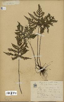 spécimen de Doryopteris kirkii