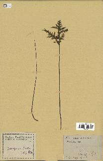 spécimen de Doryopteris kirkii