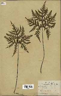 spécimen de Doryopteris kirkii