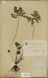 spécimen de Doryopteris kirkii