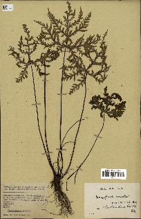 spécimen de Doryopteris kirkii