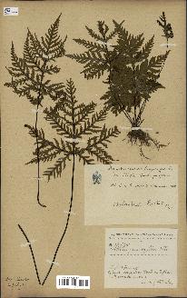 spécimen de Doryopteris kirkii