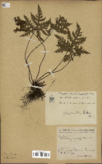 spécimen de Doryopteris kirkii