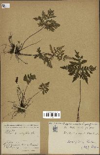 spécimen de Doryopteris kirkii