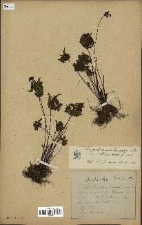spécimen de Doryopteris kirkii