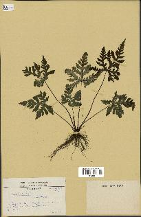 spécimen de Doryopteris kirkii