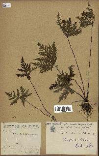spécimen de Doryopteris kirkii
