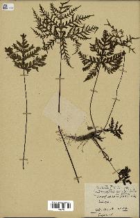spécimen de Doryopteris kirkii