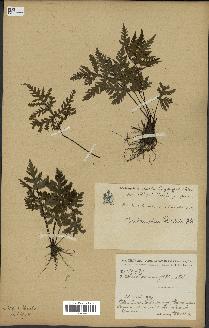 spécimen de Doryopteris kirkii