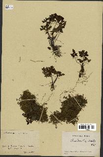 spécimen de Doryopteris kirkii