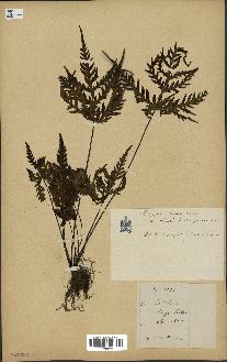 spécimen de Doryopteris kirkii