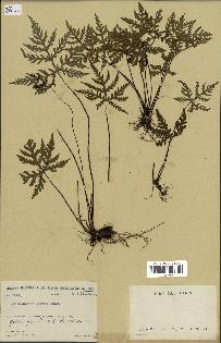 spécimen de Doryopteris kirkii