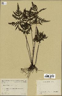 spécimen de Doryopteris kirkii