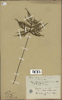 spécimen de Doryopteris kirkii