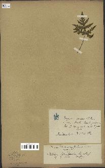 spécimen de Doryopteris kirkii