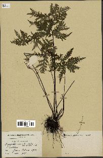 spécimen de Doryopteris kirkii
