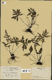spécimen de Doryopteris kirkii