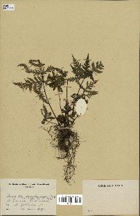 spécimen de Doryopteris kirkii