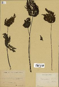spécimen de Doryopteris kirkii