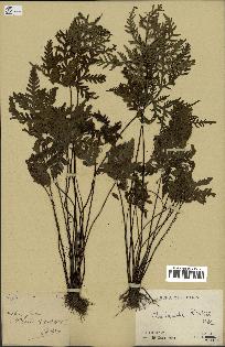 spécimen de Doryopteris kirkii