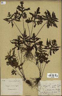 spécimen de Doryopteris kirkii