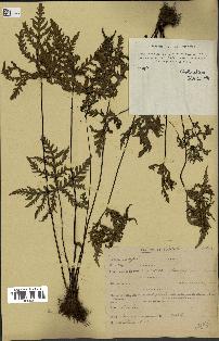 spécimen de Doryopteris kirkii