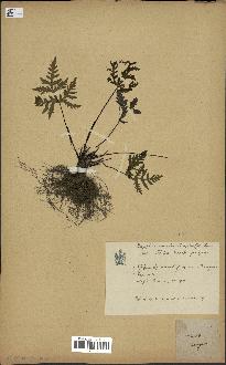spécimen de Doryopteris kirkii