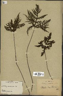 spécimen de Doryopteris kirkii