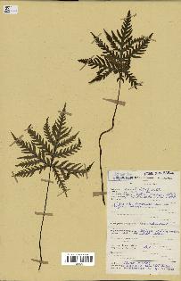 spécimen de Doryopteris kirkii