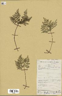spécimen de Doryopteris kirkii