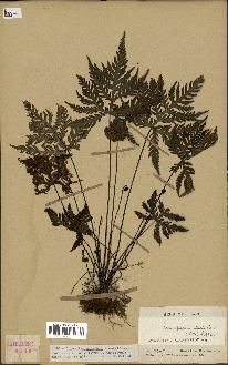 spécimen de Doryopteris kirkii