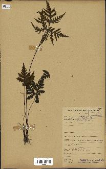 spécimen de Doryopteris kirkii