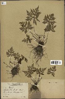spécimen de Doryopteris kirkii